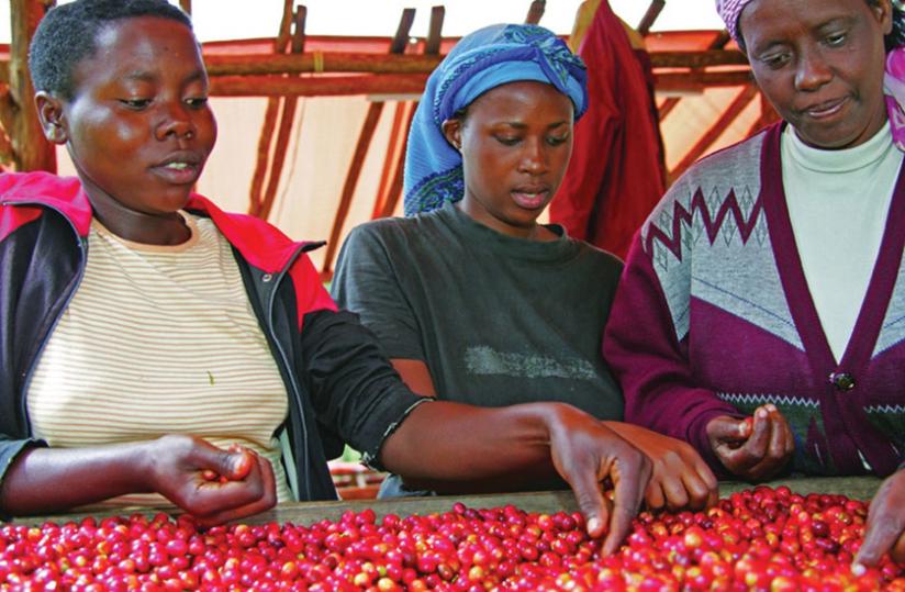Women sorting coffee. Local farmers are struggling to get their products on the shelves of local supermarkets. (File)