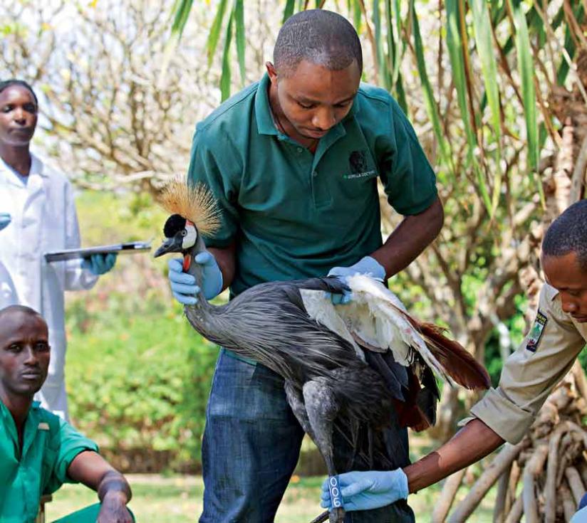 Nsengimana is helped by workmates to tag a grey-crowned crane in an earlier photo. (Courtesy)