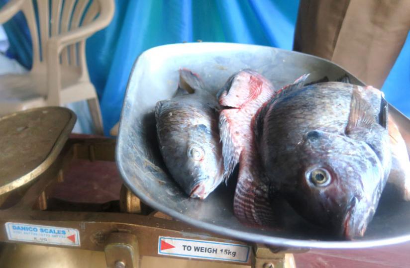 Fish are now rare and expensive in local markets. Stephen (Rwembeho)