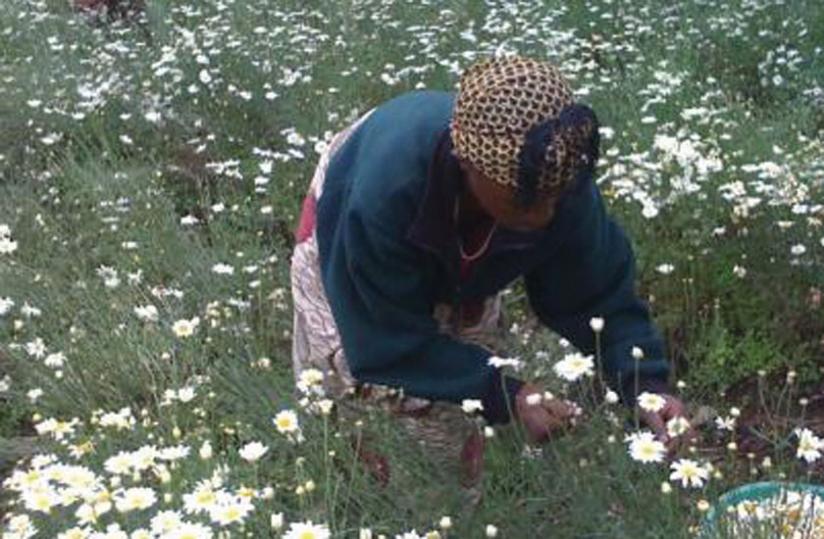 Farmers harvest pyrethrum. Stakeholders are trying to attract more farmers to grow the crop.(File)