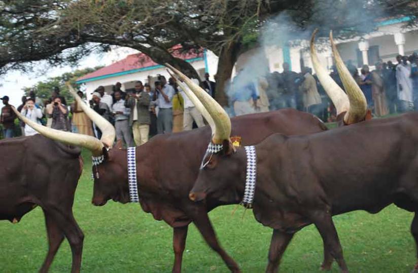 The cows walk gracefully to everyoneu00e2u20acu2122s excitement. The Kingu00e2u20acu2122s Palace Museum is one of the most popular because of this special breed of cows.