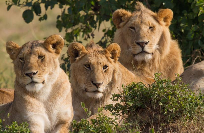 Two males and a female lions in Masai Mara, southwest Kenya. (Source: Wikipedia)
