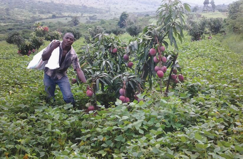 A farmer harvests mangoes. Rwanda is training more agro-experts to enhance the sectoru00e2u20acu2122s capacity. (File)   