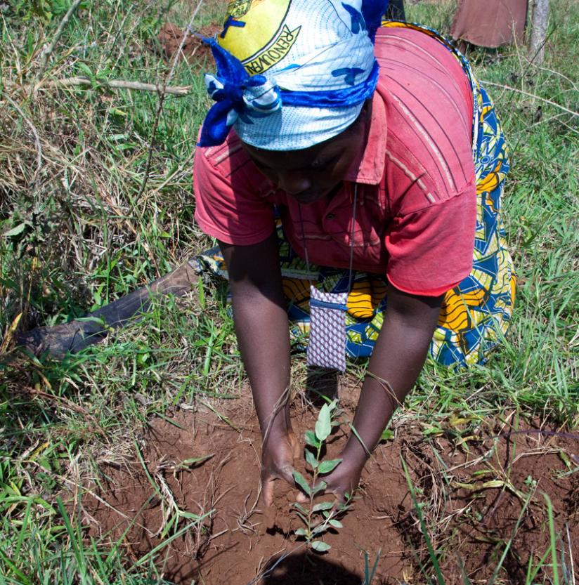 A resident of Rusororo, Gasabo District plants a tree recently. (Timothy Kisambira)