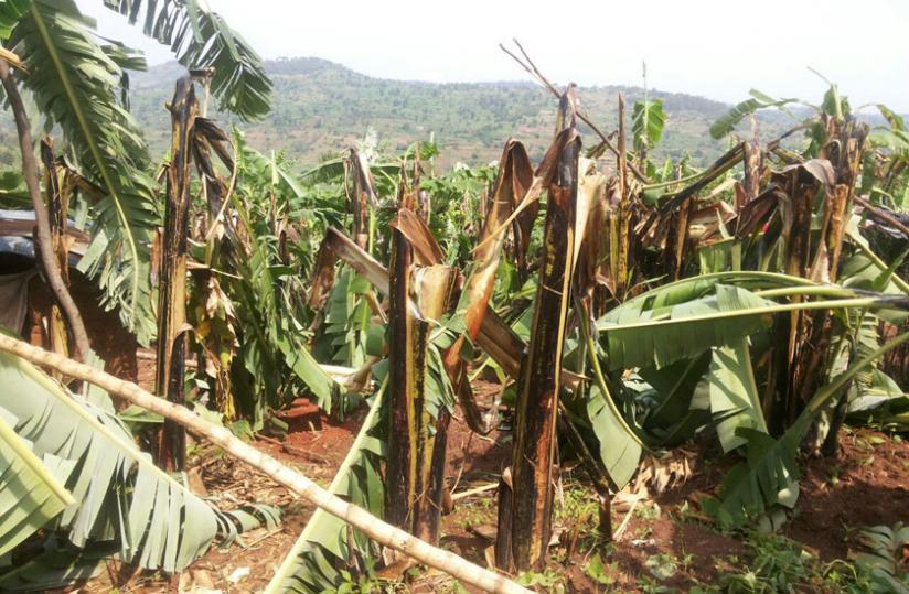 Banana plantations were also destroyed in the  heavy Monday evening rains that pounded the rural Musha Sector in Gisagara District. (Jean-Pierre Bucyensenge)