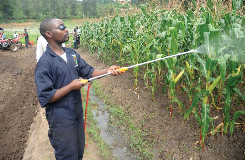 A farmer sprays his maize garden (John Mbanda)