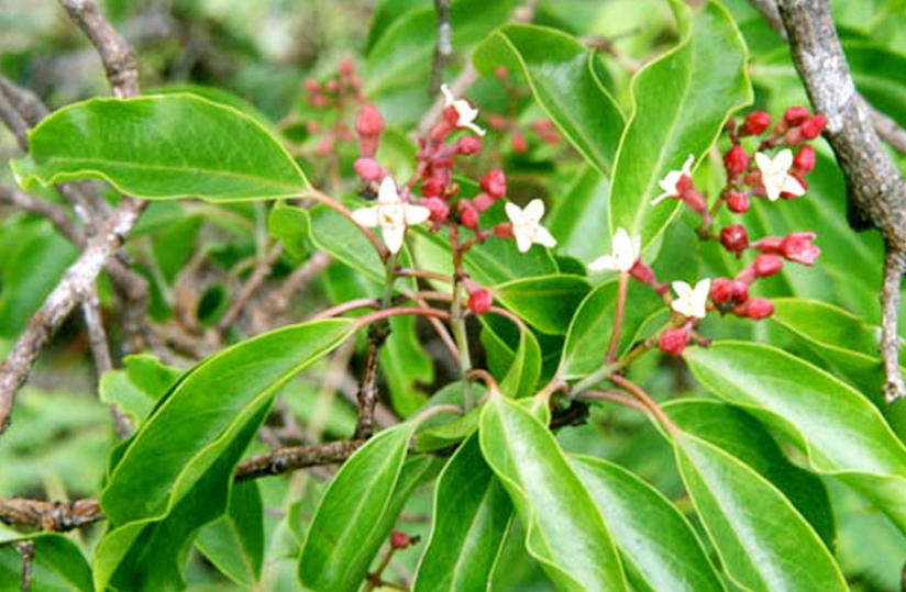 Sandalwood is an endangered tree species that conservationists are wary could be rendered extinct by human u00e2u20acu02dcgreedu00e2u20acu2122 for making a kill from the perfume plant. (File)