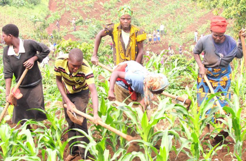 Farmers in Kirehe District weed a maize farm. (Stephen Rwembeho)