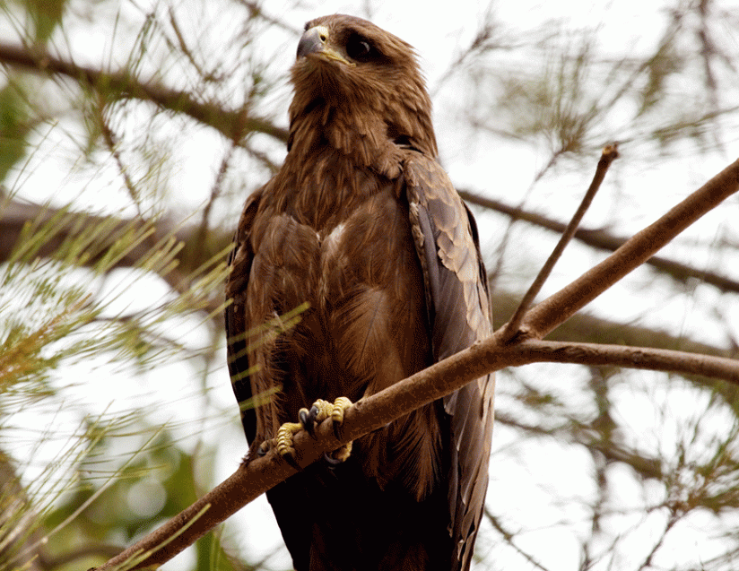 A bird in Nyungwe Forest. (Timothy Kisambira)