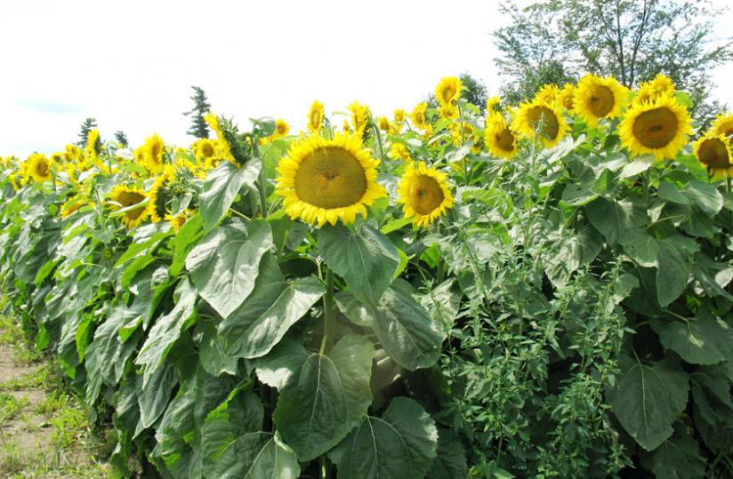 Sunflower farmers stand to benefit big from ready market. (Net photo)