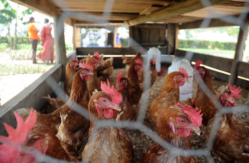 Caged chicken at last yearu00e2u20acu2122s agriculture exhibition in Gasabo. The new project will promote poultry farming. (File)
