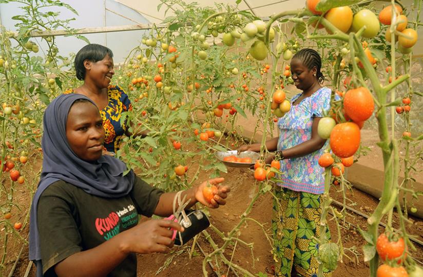 Women pluck tomatoes in a green house in Gikondo recently.(File)