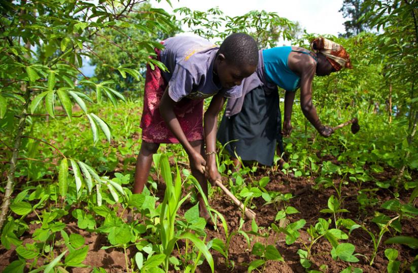 Authorities in Eastern Province have urged more investments in agriculture.(File)