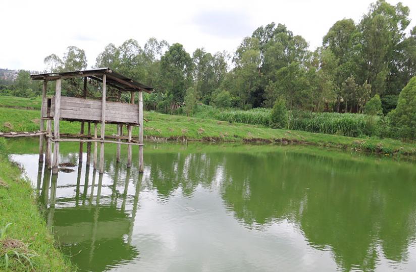 A fish pond belonging to Inyange Ngali cooperative in Kimironko suburb of Kigali (Thu00c3u00a9ogu00c3u00a8ne Nsengimana)