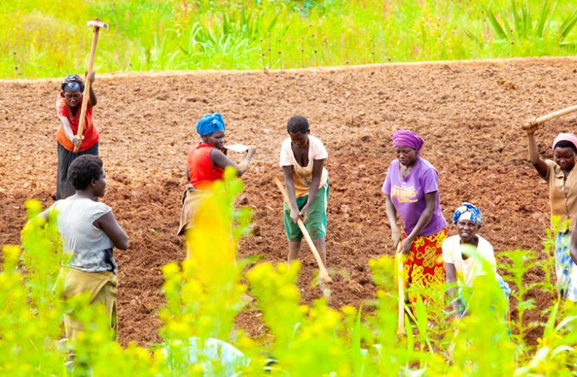 Farmers in Ruryaraya in Rwamagana District till land. (Timothy Kisambira)