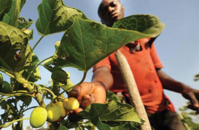 A farmer picks jatropha fruits. The crop is used in making biofuel (clean energy) that Rwanda promotes.  
