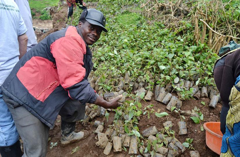 Rubavu residents pick tree seedlings for planting during the event on Saturday. (Jean d'Amour Mbonyinshuti)