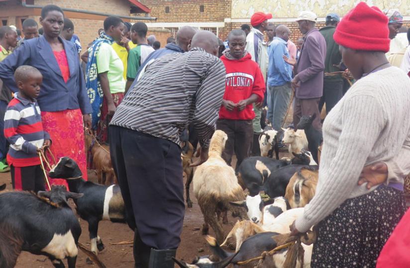 A livestock dealer checks out goats in Rwamagana market. Goat prices are up.(Stephen Rwembeho)