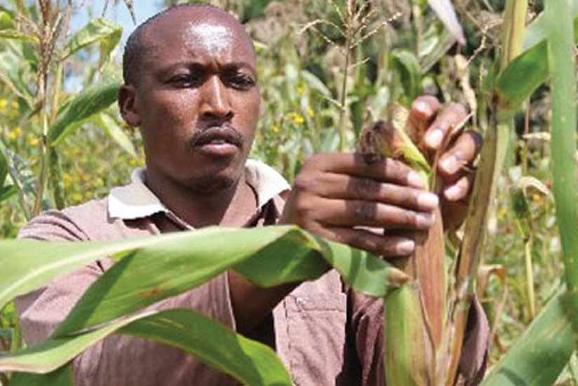 A farmer inspects maize. Rwandau00e2u20acu2122s farmers have acquired skills to participate in EAX trading.