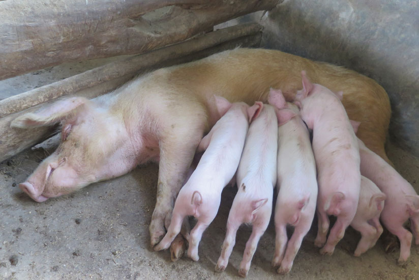 One of Kabalisau00e2u20acu2122s sows feeds its little ones. 