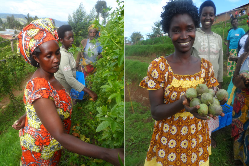 Left: Women harvesting in the farm. Right: Sifa Maritine with some fresh fruits. (Moses Opobo)