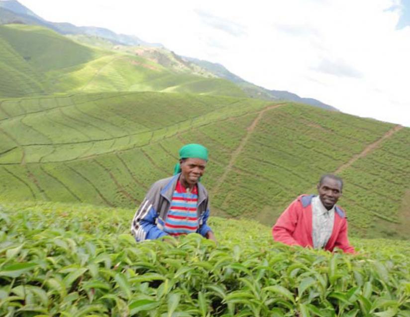 Workers in a tea plantation in Nyaruguru District. (Jean Pierre Bucyensenge)