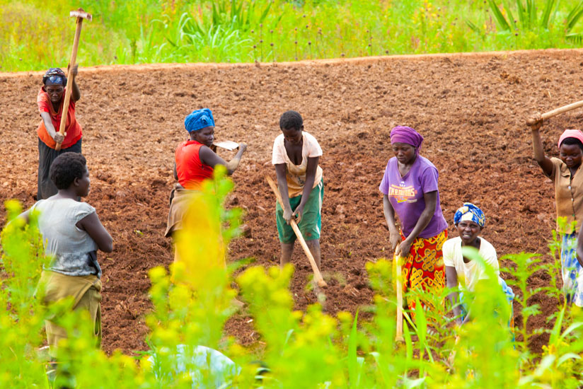 Farmers in Ruryaraya, Rwamagana District. Proper use of agrochemicals will ensure high output. (Timothy Kisambira)