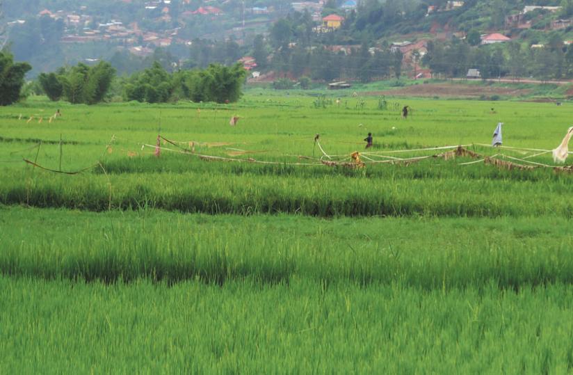 One of the rice fields in the Jabana marshland. Rice farmers want government to fix their irrigation system.(Michel Nkurunziza)