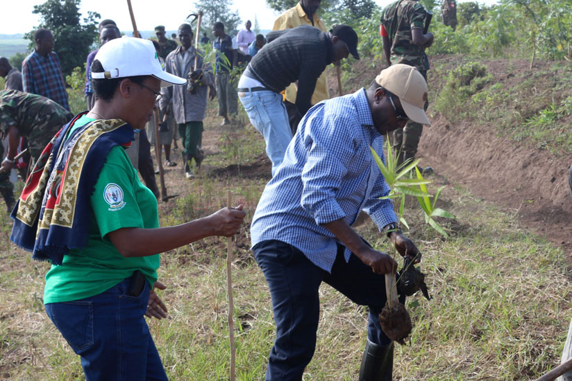 Natural Resources Minister Vincent Biruta (R) accompanied by REMA chief Rose Mukankomeje plant trees in Ngeruka Sector yesterday. (Courtesy)