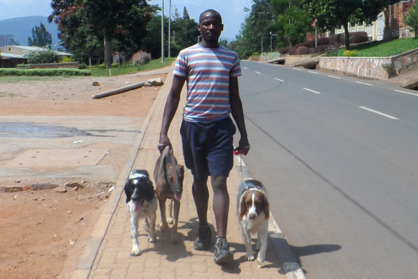 Mwenerukundo walks dogs. He says his clientele base is growing as people continue to appreciate his work.rn(Donah Mbabazi)