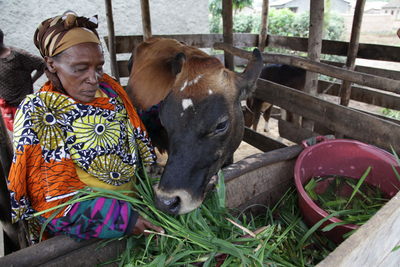 A resident of Mukamira sector of Nyabihu District feeds her cow in October last year. (John Mbanda)