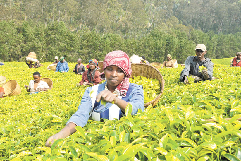 Low global demand will hurt revenue from exports such as tea. (File)
