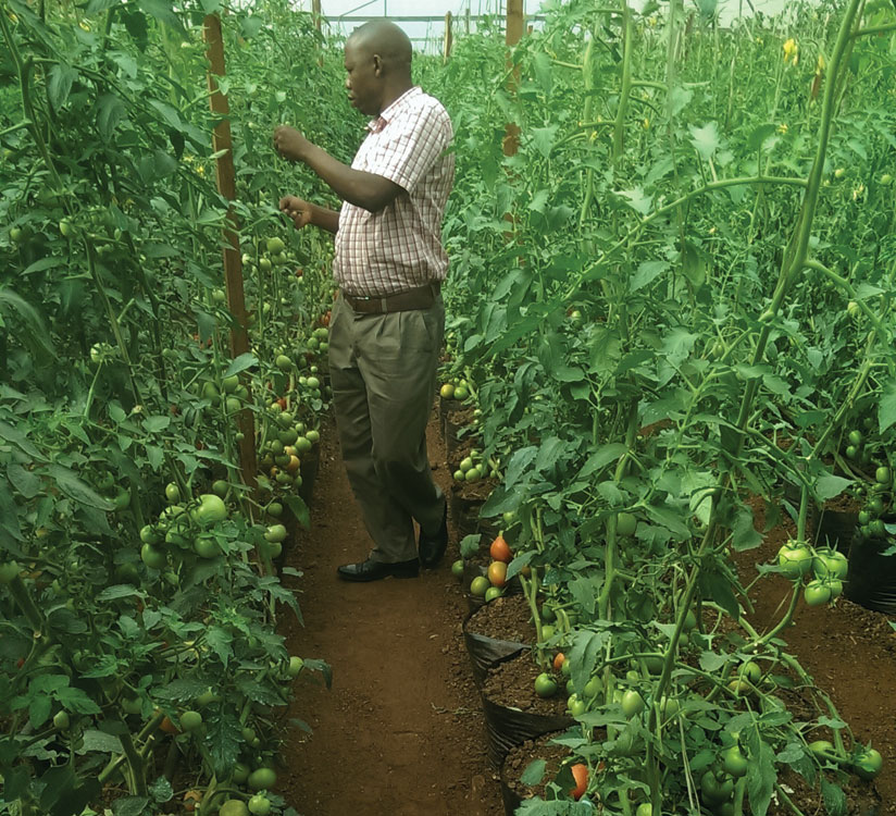 An agronomist inspects Josephine Kayiganwau2019s tomato garden. 