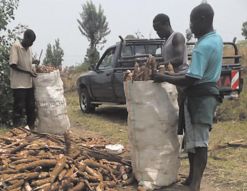 Workers prepare to transport cassava tubers. Root and tuber crops are key to ensure food security. (File)
