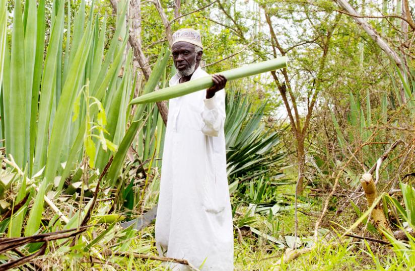 Ndoli shows a sisal leaf in his plantation in Nemba.(Timothy Kisambira)