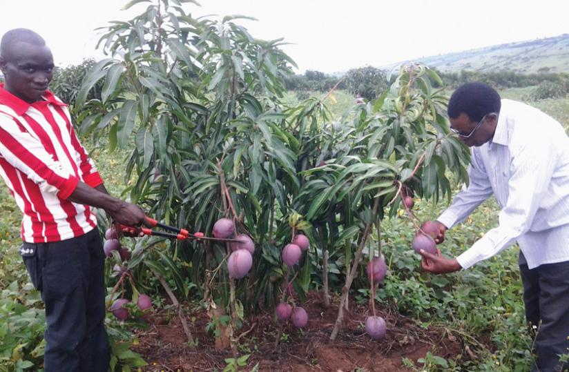 Frank Ntabana (right), a mango farmer in Eastern Province, inspects the fruits. Value addition presents farmers many opportunities.