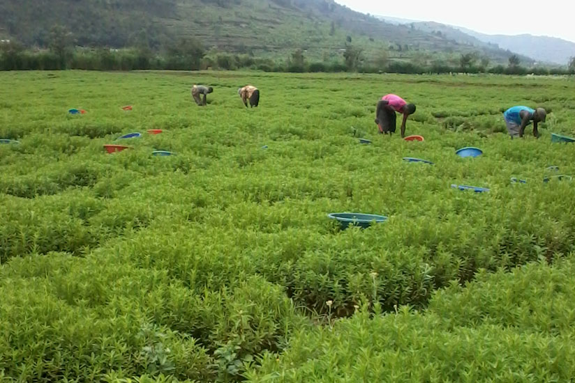 Workers pick stevia leaves at a plantation in Rulindo District last year. (Emmanuel Ntirenganya)rn