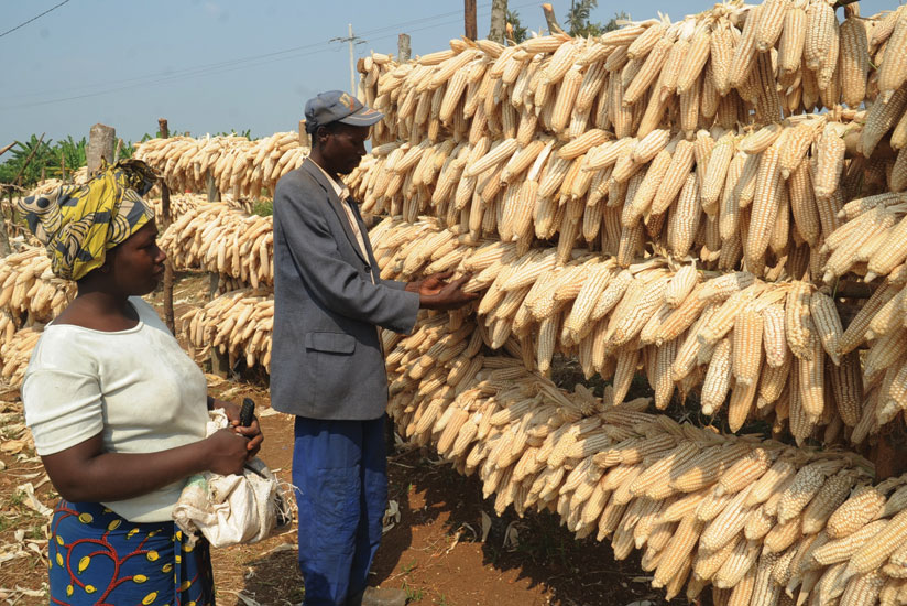 Farmers inspect maize drying on racks in the field. Improved produce handling could reduce wastage. 
