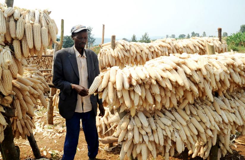 A famer in Ruhango District checks on his maize barn in 2013. (File)