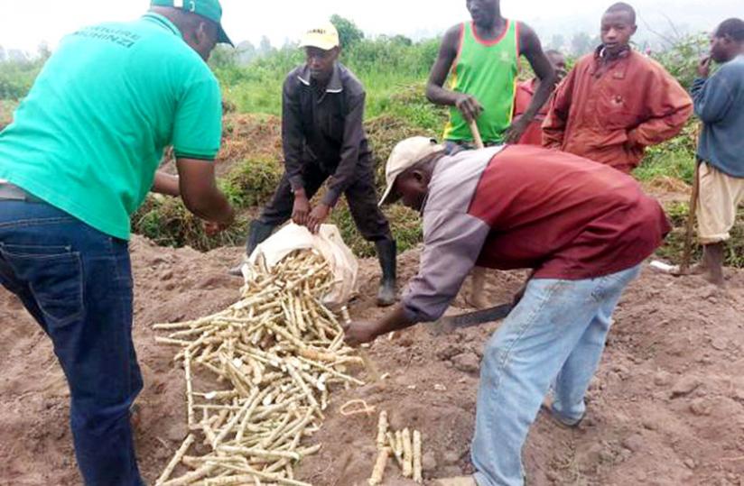 The Nase14 cassava variety was acquired from Uganda and   officials said tests were carried out on it to confirm it was   disease-free and resistant. (Jean Pierre Bucyensenge)
