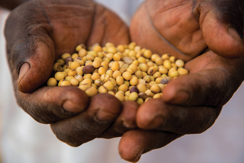 A farmer displays soya bean. Low soya supplies have affected Mount Meru operations. The plant has, subsequently, closed part of its production unit. (Timothy Kisambira)
