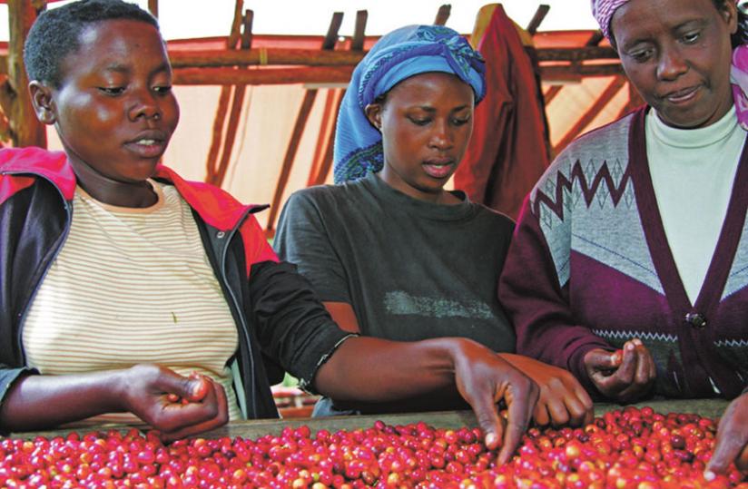 Women sort coffee beans in Maraba last year. (File)