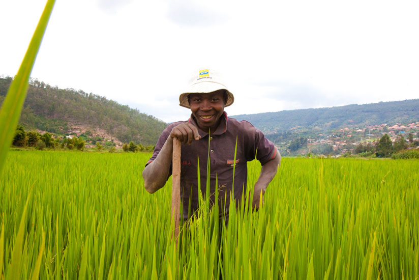 A farmer in a rice garden in Gatsata, Gasabo District. (Timothy Kisambira)