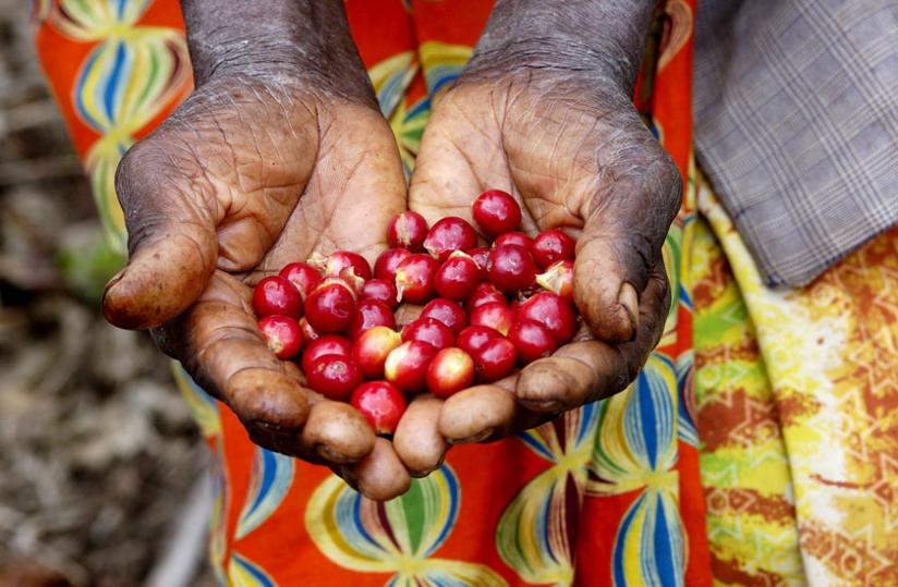 A farmer displays freshly-picked Maraba coffee seeds. (Net photo)