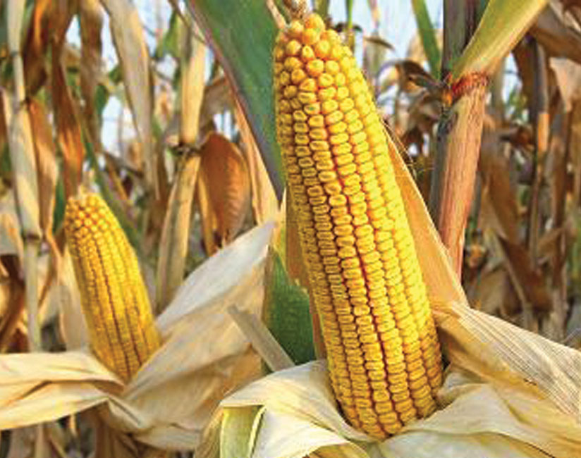 Maize cobs in the field. The farmer-to-farmer extension model is expected to boost crop production. (File)