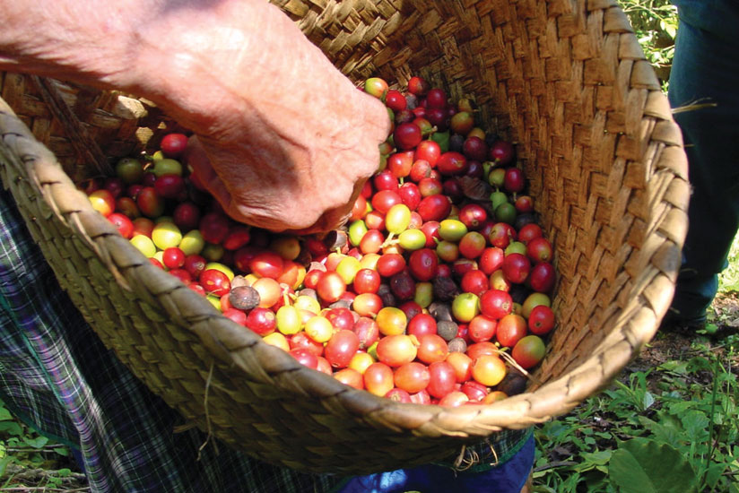A farmer sorts red cherries. The government wants to implement a new policy to develop the coffee sector. (File)