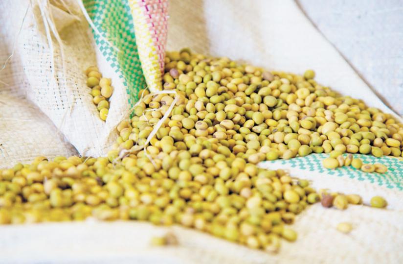 Soya beans spill from bags in the stores of Mount Meru factory. (Timothy Kisambira)