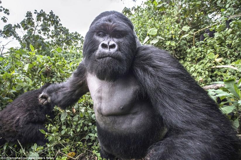 Wildlife photographer Christophe Courteau took this  picture a split-second silverback gorilla Akarevuro punched him. (Internet)rn