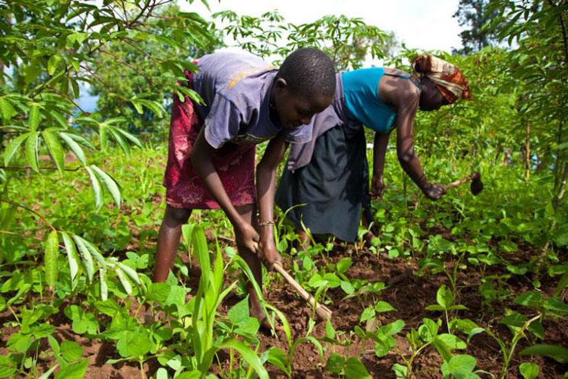 A mother and daughter weed in a garden. (File)