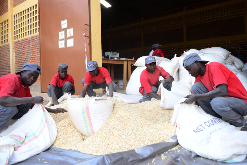 Workers package maize at the EAX warehouse in Kayonza. (Thu00e9ogu00e8ne Nsengimana)